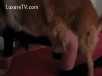 Animal Movie - Bending to receive her cum-hole fucked by her dog